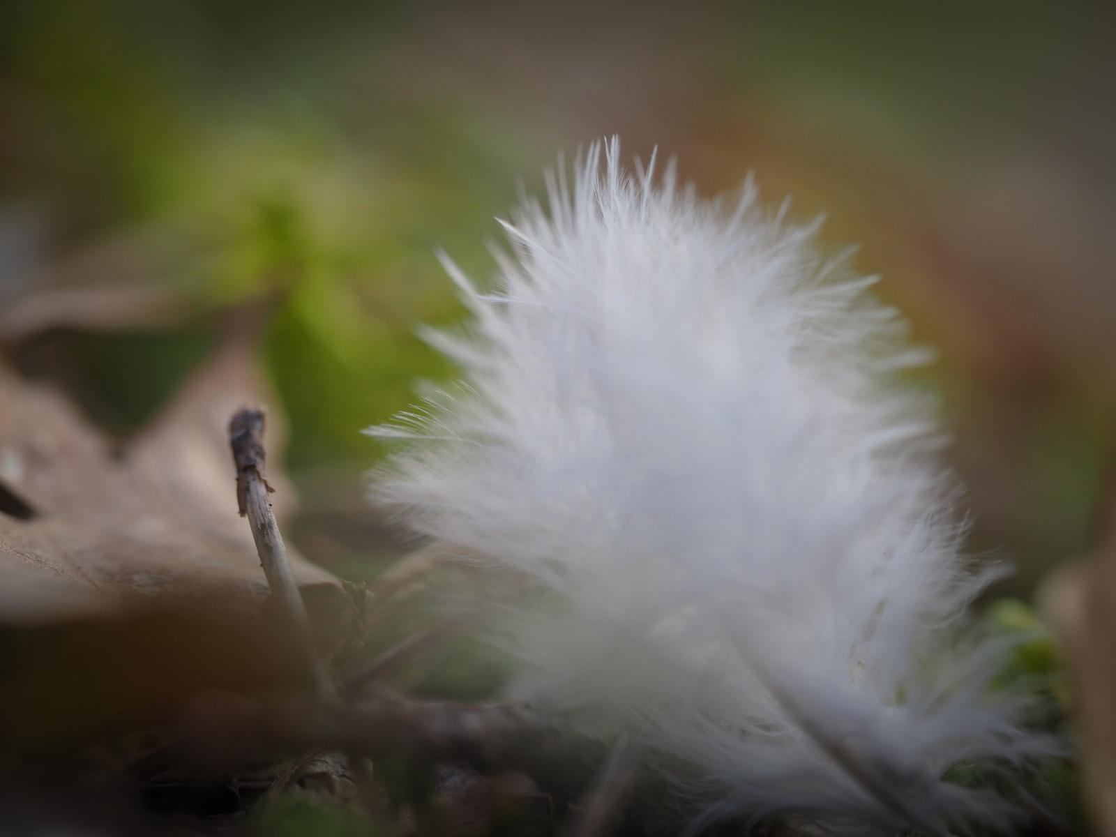 Feder im Wald