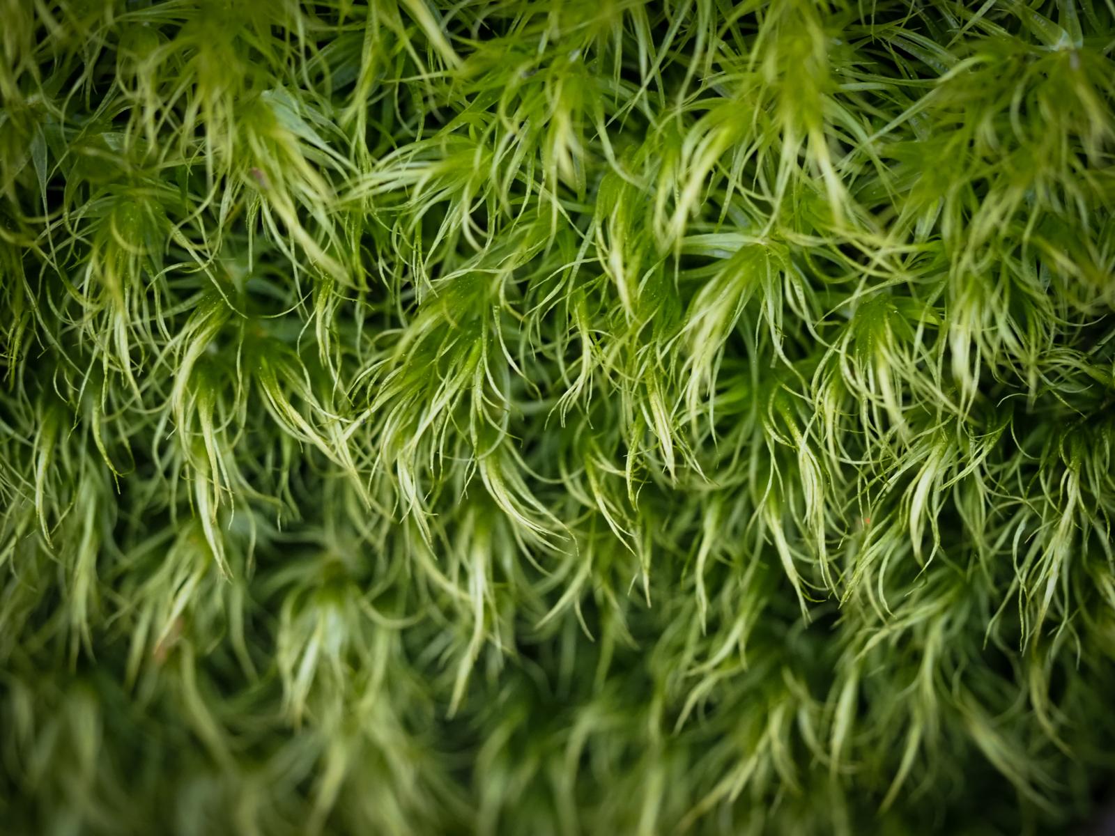 Waldmomente Teilnehmerin – 40 Minuten Wald, Kopf leerer als nach zwei Wochen Urlaub
