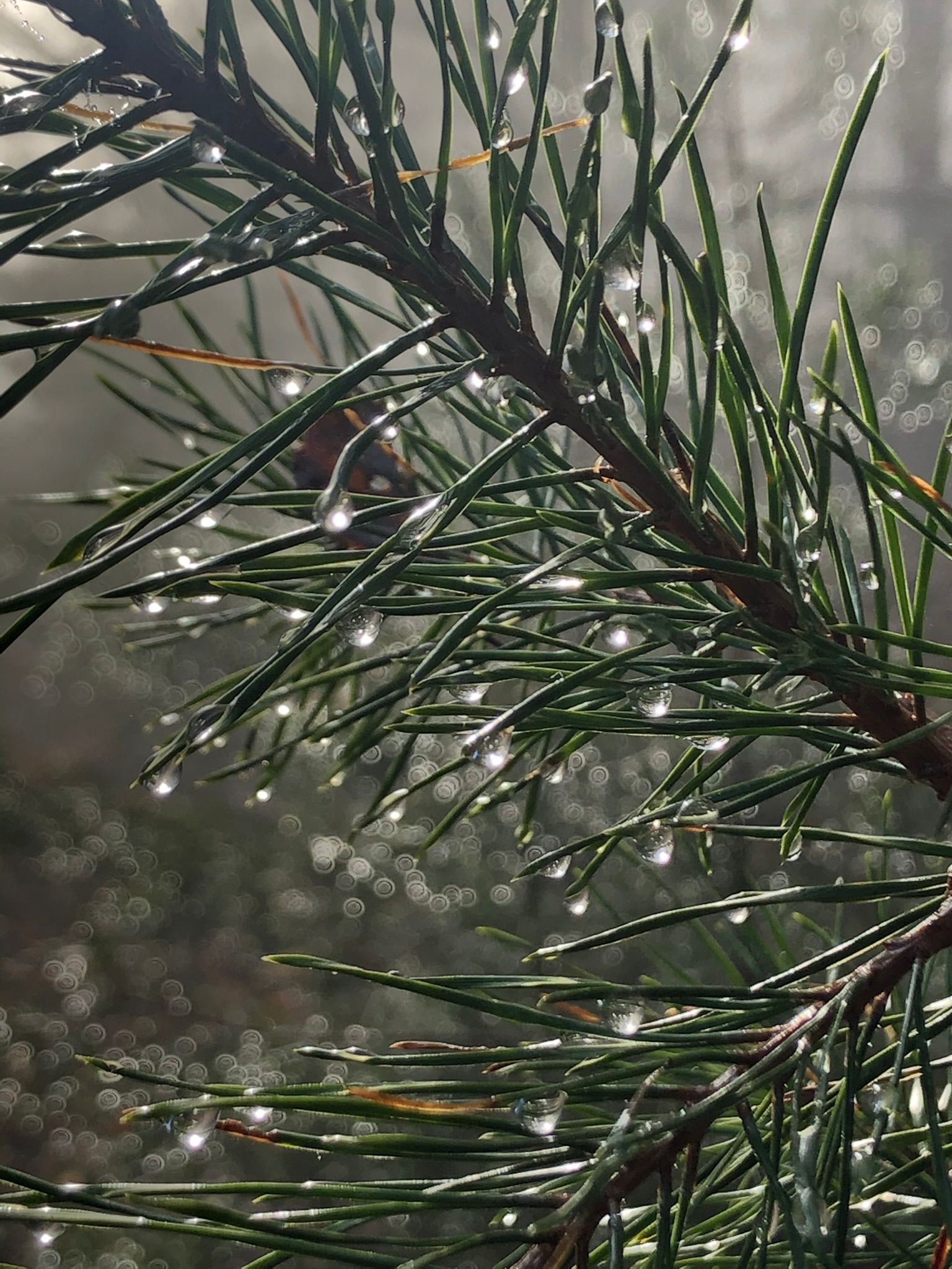 Wassertropfen auf Blatt
